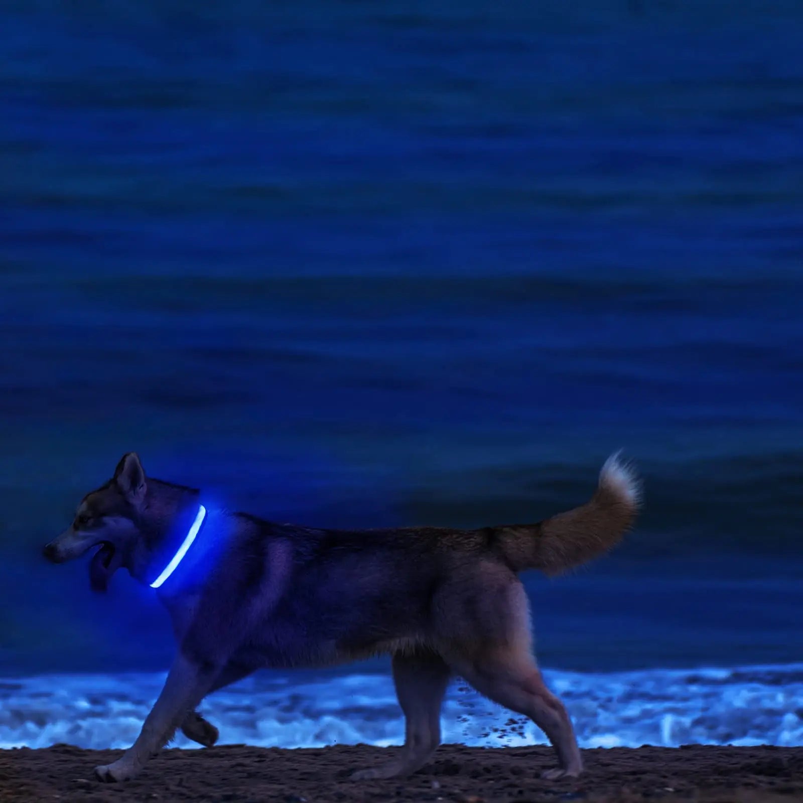 LED Dog Collar