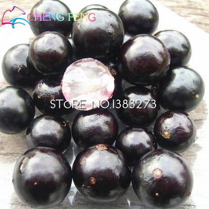 100pcs Edible Good Taste Jabuticaba plants Healthy Fruit plants Indoor&outdoor Bonsai Free Shipping