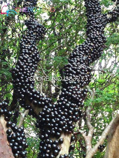 100pcs Edible Good Taste Jabuticaba plants Healthy Fruit plants Indoor&outdoor Bonsai Free Shipping