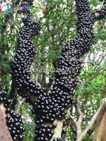 Load image into Gallery viewer, 100pcs Edible Good Taste Jabuticaba plants Healthy Fruit plants Indoor&amp;outdoor Bonsai Free Shipping
