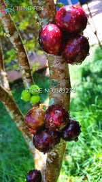 Load image into Gallery viewer, 100pcs Edible Good Taste Jabuticaba plants Healthy Fruit plants Indoor&amp;outdoor Bonsai Free Shipping
