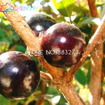 Load image into Gallery viewer, 100pcs Edible Good Taste Jabuticaba plants Healthy Fruit plants Indoor&amp;outdoor Bonsai Free Shipping
