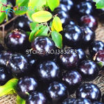 Load image into Gallery viewer, 100pcs Edible Good Taste Jabuticaba plants Healthy Fruit plants Indoor&amp;outdoor Bonsai Free Shipping
