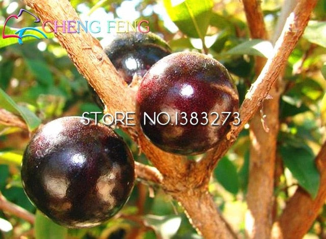 100pcs Edible Good Taste Jabuticaba plants Healthy Fruit plants Indoor&outdoor Bonsai Free Shipping