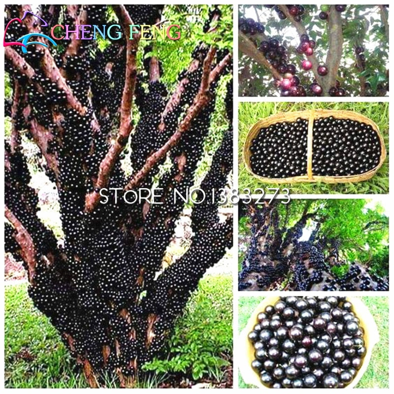 100pcs Edible Good Taste Jabuticaba plants Healthy Fruit plants Indoor&outdoor Bonsai Free Shipping