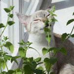 Load image into Gallery viewer, Pretty Kitty Catnip Cats
